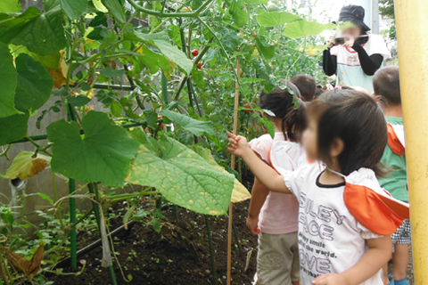 横浜みなみ薫保育園 ひまわり畑見学