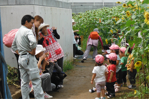 横浜みなみ薫保育園 ひまわり畑見学